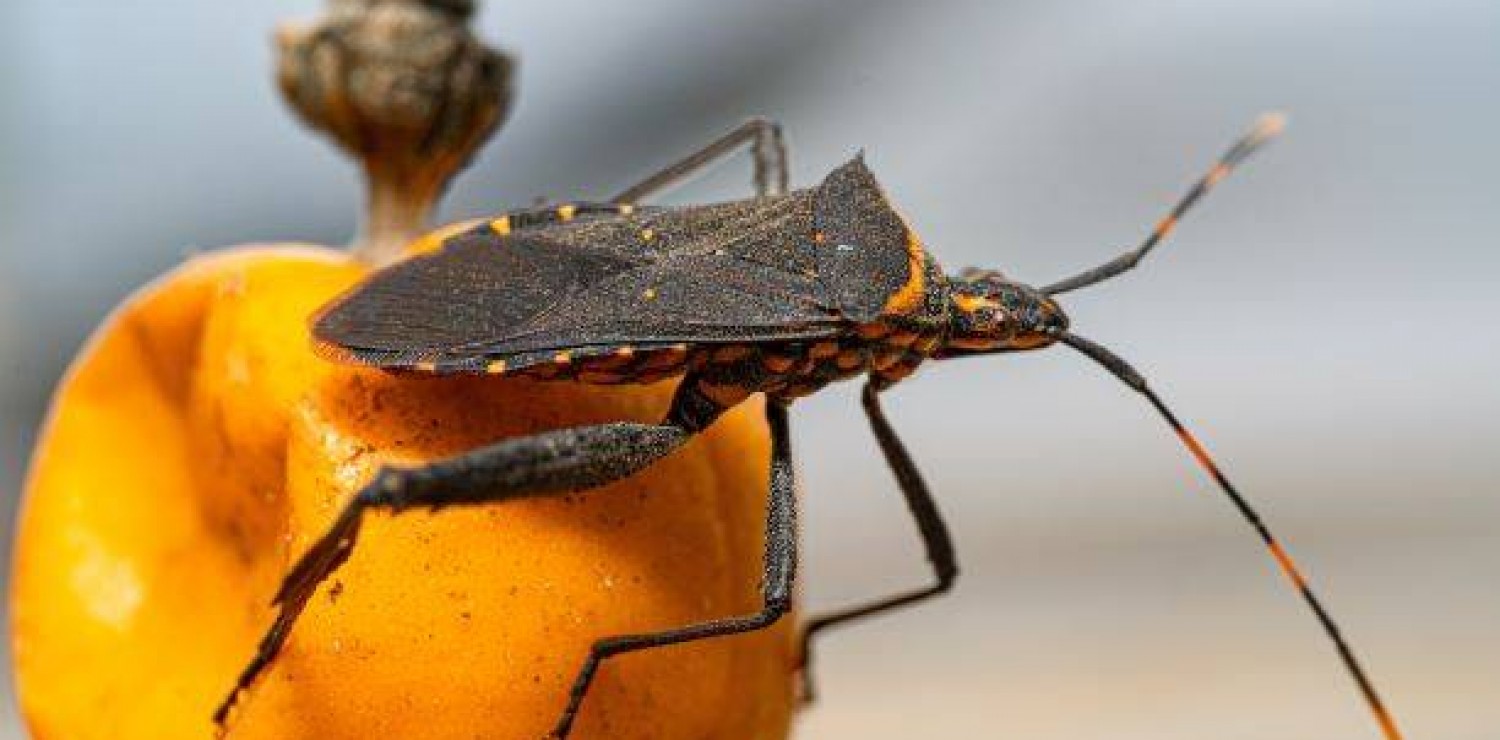 Chagas: una enfermedad silenciosa que alcanza 1.600.000 infectados en la Argentina